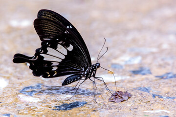 butterfly on a flower