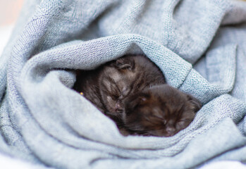 Two little dark kittens sleep in an embrace on a gray scarf