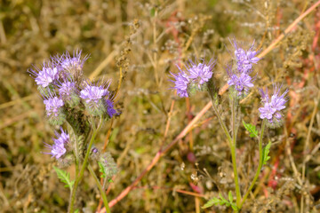 Phacelia tanacetifolia. Gorgeous blue flowers of amazing shape. They are used not only as decoration, but also as siderates in agriculture.