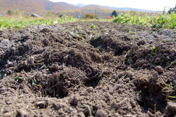 Freshly plowed bed on a plantation on the background of a mountainous area in the village.