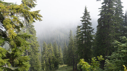 forest in the morning