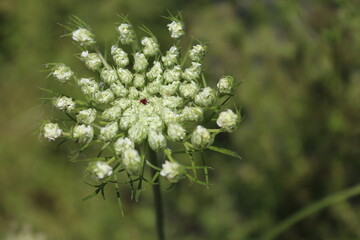 close up of a flower