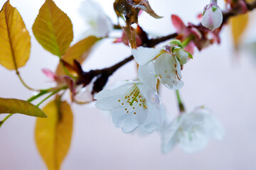 吉野山のヤマザクラ