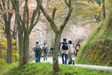 桜咲く吉野山をハイキング