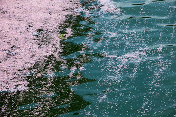 川に流れる桜の花びら