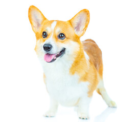 A red-haired corgi dog stands and looks sideways to the camera and looks away. Isolated on white background