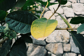 photo of artistic colorful leaves in the garden