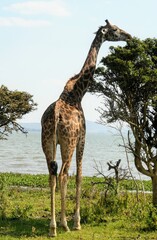 giraffe in the savannah
