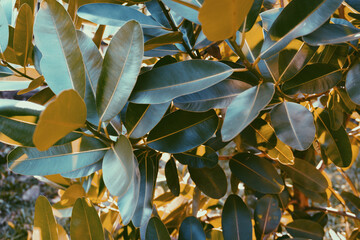 photo of artistic colorful leaves in the garden
