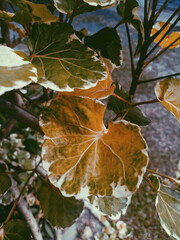 photo of artistic colorful leaves in the garden