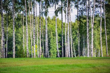 Obraz premium Gorgeous landscape with birch forest