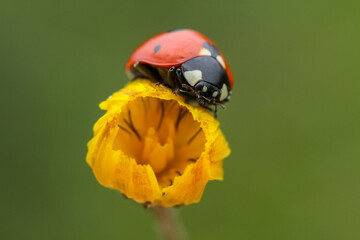 Ladybug and flower on a green background