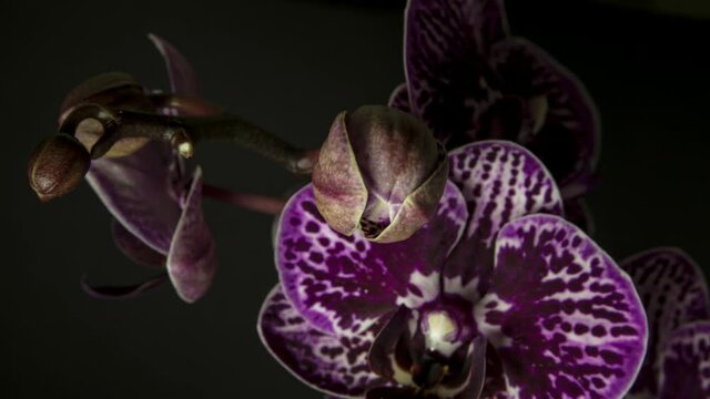 Close up time lapse of purple orchid flower blossoming on dark background