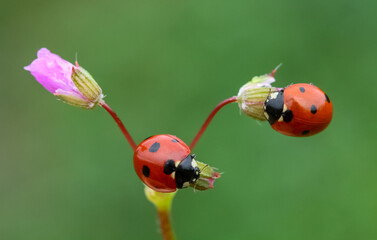 Ladybug and flower on a green background