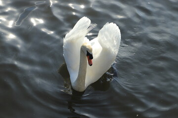 Beautiful white swam swimming in a small pond in a park located in New York, USA. View of gorgeous white swan surrounded with the dark water.