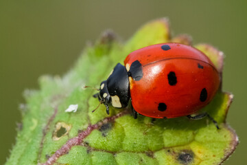 seven-spot ladybird on leaf in nature