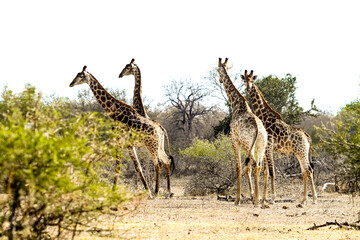African Giraffe in a South African wildlife reserve