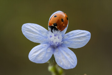 Ladybug and flower on a green background