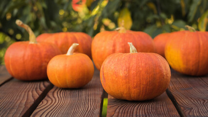 Several ripe pumpkins on a wooden table against the background of an autumn tree.