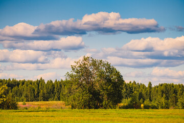 Fototapeta na wymiar Amazing landscape with white clouds over the forest