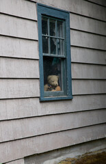 A partial, isolated exterior view of a house with a teddy bear looking through the window
