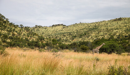 Fototapeta na wymiar African Giraffe in a South African wildlife reserve