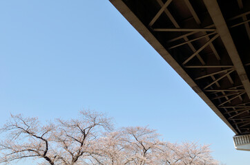 桜と高速道路高架