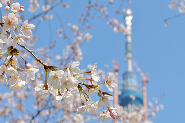 隅田公園からの桜と東京スカイツリー