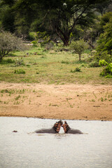 two large African Hippopotamus fighting in a river