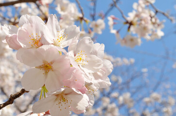 桜