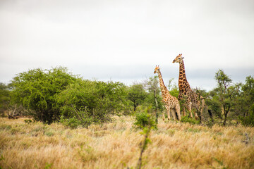 African Giraffe during a mating in a South African wildlife reserve