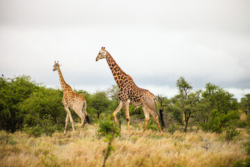 African Giraffe during a mating in a South African wildlife reserve
