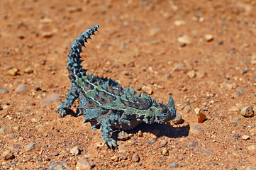 Thorny Devil in Western Australia Outback