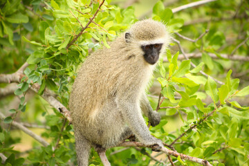 African Vervet Monkey in a South African wildlife reserve
