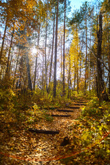 Yellow autumn forest with fallen autumn leaves.