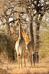 African Giraffe in a South African wildlife reserve
