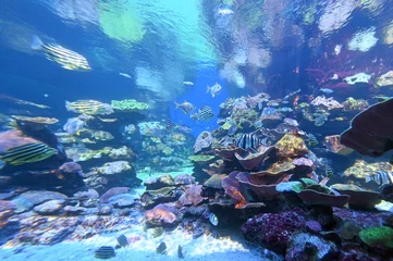 Crédence de cuisine en verre imprimé Récifs coralliens Poissons tropicaux et coraux sur la côte du récif de Ningaloo