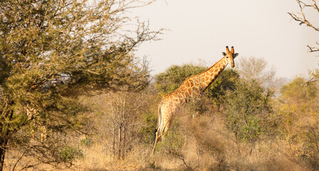 African Giraffe in a South African wildlife reserve