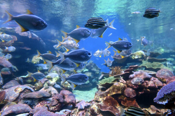 Tropical fish and corals in Ningaloo reef coast