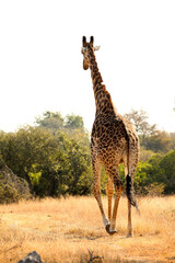 African Giraffe in a South African wildlife reserve