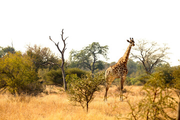 African Giraffe in a South African wildlife reserve