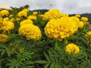 yellow chrysanthemum flowers