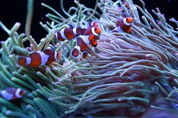 Naklejka na ściany i meble Group of Ocellaris clownfish nestled in a magnificent sea anemone