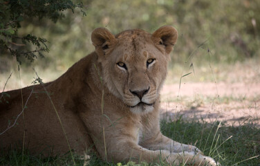 A Lion (panthers leo) in the early evening on a rock in northern Kenya.