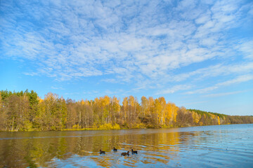 Beautiful autumn landscape with clear blue lake and yellow autumn trees.