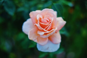 Closeup of Beautiful Single Light Pink Rose in Garden.