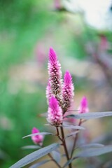 Closeup of beautiful pink celosia argentea plumed cockscomb or silver cock's comb in the garden.