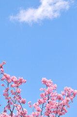 桜の枝と青空と白い雲