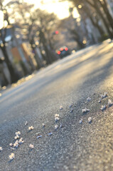 道路に落ちた桜の花びら