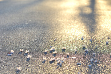道路に落ちた桜の花びら